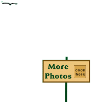 eagle.gif - 65997 Bytes